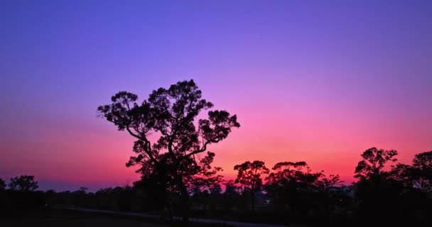 Widok Lotu Ptaka Różowego Zachodu Słońca Niebo Nad Dużymi Drzewami — Wideo stockowe