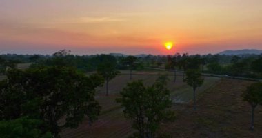 Tayland 'da hasat mevsiminde pirinç tarlasındaki büyük ağaçların üzerindeki altın gün batımının havadan görünüşü. Yükselen gökyüzü. Büyük ağaçlar arka plan.