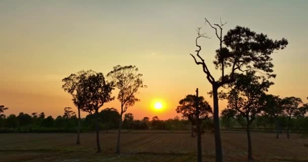 Widok Powietrza Sceneria Złoty Zachód Słońca Nad Dużymi Drzewami Polu — Wideo stockowe