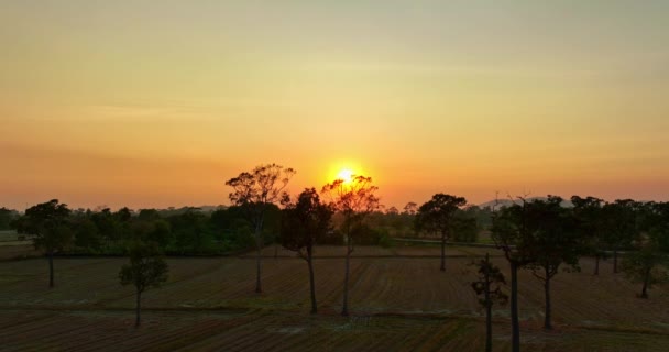 Vista Aérea Pôr Sol Dourado Acima Das Grandes Árvores Campo — Vídeo de Stock