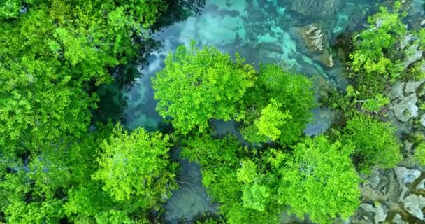Vista Aérea Superior Fluxos Água Verde Clara Fluem Através Árvores — Vídeo de Stock