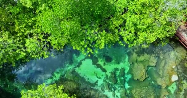 Strömmar Klart Grönt Vatten Rinner Genom Lummiga Gröna Träd Antenn — Stockvideo