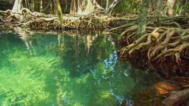 Ρεύμα Καθαρού Πράσινου Νερού Ρέει Μέσα Από Τις Ρίζες Των — Αρχείο Βίντεο