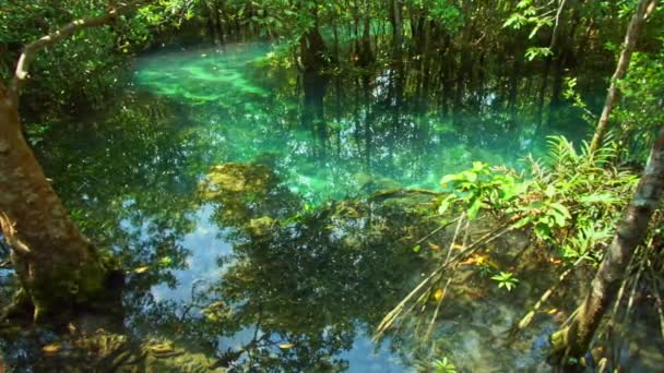 Ein Strom Klaren Grünen Wassers Fließt Durch Die Bäume Mit — Stockvideo