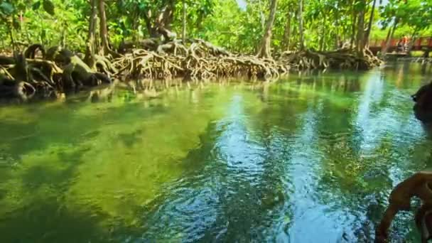 Arroyo Agua Verde Claro Fluye Través Los Árboles Con Una — Vídeo de stock