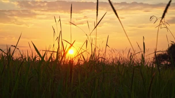 美丽的金色落日的天空在稻芽之上 夜晚的金色光芒 稻田里的自然美景 — 图库视频影像