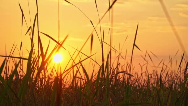 黄昏时分 稻芽上方的金黄的天空1 稻子出来了 黄昏时分 黄昏时分 稻穗盛开稻田里的自然美景 — 图库视频影像