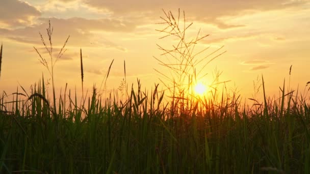 Pirinç Filizlerinin Üzerinde Gün Batımının Muhteşem Manzarası Akşamlar Altın Işık — Stok video