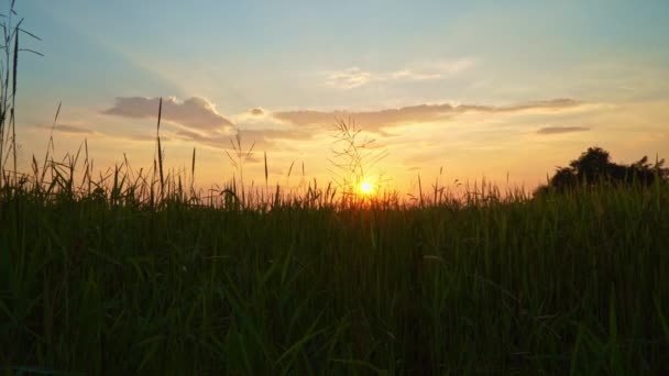 美丽的金色落日的天空在稻芽之上 夜晚的金色光芒 稻田里的自然美景 — 图库视频影像