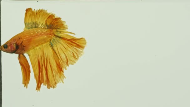 Ein Gelber Kampffisch Schüttelt Seine Flossen Klaren Wasser Wenn Der — Stockvideo