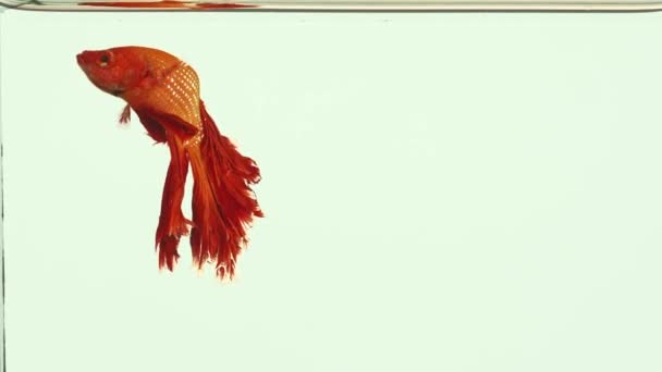 Красная Боевая Рыба Трясет Плавниками Чистой Water Боевой Рыбы Сталкивается — стоковое видео