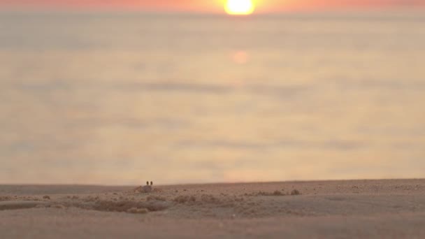 Krabí Výroba Domů Pláži Při Západu Slunce — Stock video