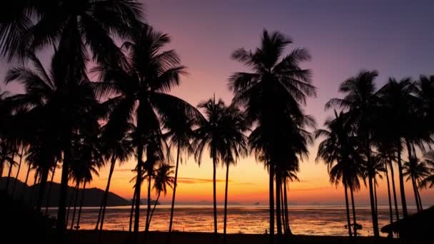 Letecký Pohled Barevnou Oblohu Při Východu Slunce Kokosových Stromech — Stock video