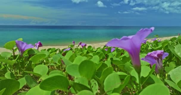 Hermoso Cielo Sobre Playa Del Mar Con Gloria Mañana Primer — Vídeo de stock