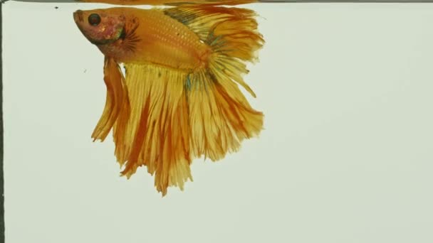 Sarıya Karşı Savaşan Bir Balık Temiz Suda Yüzgeçlerini Sallar Savaşan — Stok video