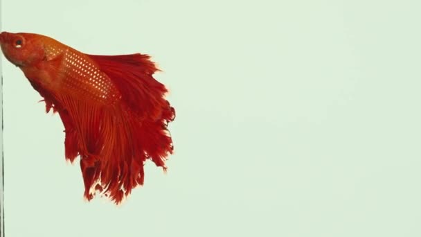 Kırmızı Siyam Dövüşçü Balığı Halfmoon Betta Balığı Beyaz Arka Planda — Stok video