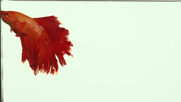 赤いシアムの戦い魚 ハーフムーンベッター魚は白い背景で孤立しました 戦う魚は育つために非常に普及している美しい魚です それがひれを広げるときそれは非常に美しい — ストック動画
