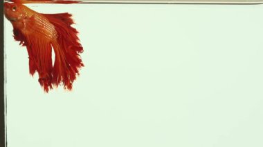  Kırmızı siyam dövüşçü balığı, Halfmoon betta balığı beyaz arka planda izole edilmiş. - Dövüşen balıklar yetiştirilmesi çok popüler olan güzel balıklardır. Yüzgeçlerini açtığında çok güzeldir..