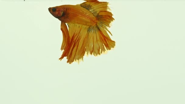 Ein Gelber Kampffisch Schüttelt Seine Flossen Klaren Wasser Wenn Der — Stockvideo