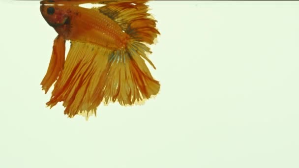 Ένα Κίτρινο Ψάρι Που Μάχεται Κουνάει Πτερύγιά Του Στα Καθαρά — Αρχείο Βίντεο