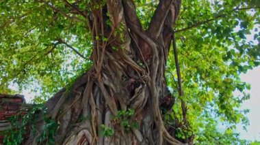 Ayutthaya dönemine ait bir Buda heykelinin başı, yüz yıldan daha eski, bir ağacın köklerinde. Sadece kafası kalmış bir kum taşı Buda görüntüsü. İnanılmaz Tayland.