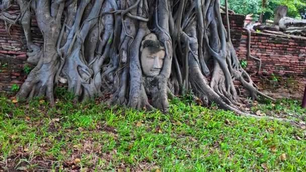 100年以上前の阿弥陀谷時代の仏像の頭は 木の根元にある 頭だけが残っている砂岩の仏像です アメージング — ストック動画