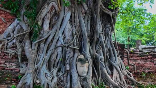 100年以上前の阿弥陀谷時代の仏像の頭は 木の根元にある 頭だけが残っている砂岩の仏像です アメージング — ストック動画