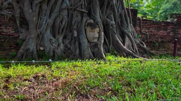 Голова Изображения Будды Периода Аюттхая Ста Лет Находится Корнях Дерева — стоковое видео