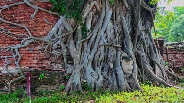 Ayutthaya 시대에서 부처의 이미지의 머리는 나무의 뿌리에 있습니다 머리만 남아있는 — 비디오