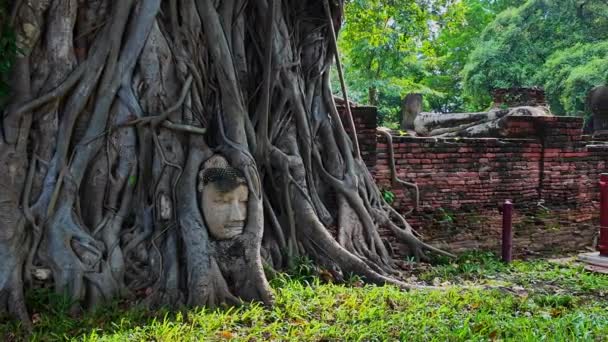 一个来自Ayutthaya时期的佛像的头颅 有一百多年的历史 是在一棵树的根部 这是一张只剩下头的砂岩佛像 令人惊讶的泰国 — 图库视频影像