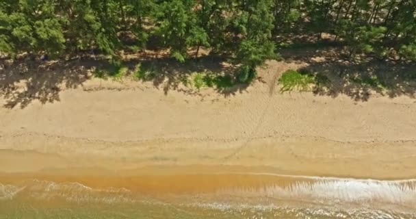 Çam Ağaçlarının Yanındaki Beyaz Kumsal — Stok video