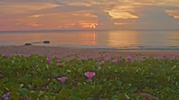 Μωβ Πρωί Δόξα Στο Όμορφο Ηλιοβασίλεμα Ήλιος Έδυε Στη Θάλασσα — Αρχείο Βίντεο