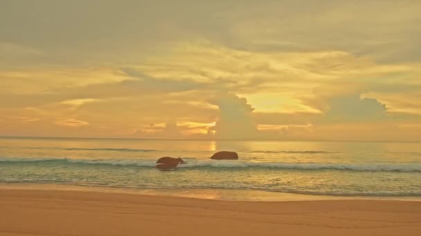 Güneş Denizde Batıyordu Gün Batımının Altın Tonlarıyla Gökyüzünü Boyuyordu Gün — Stok video