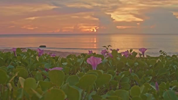 아름다운 일몰에 보라색 태양이 내려가서 황금빛 석양으로 하늘을 그렸습니다 해변에 — 비디오