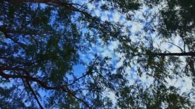 Gökyüzüne bak ve büyük bir ağacın gölgesinde dön, bulutlar gökyüzünde süzülür. Ağaçların üzerindeki mavi gökyüzünde beyaz bulutlar süzülür. Gökyüzü ve bulutlar hareket eder.. 