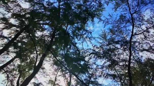 Mira Hacia Cielo Gira Bajo Sombra Gran Árbol Las Nubes — Vídeos de Stock