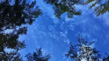 Gökyüzüne bak. Büyük bir ağacın gölgesinde dönüyor, mavi gökyüzü ve beyaz kabarık bulutlar. Mavi gökyüzünde süzülüyor, çam ağaçlarının tepelerinde süzülüyor.. 