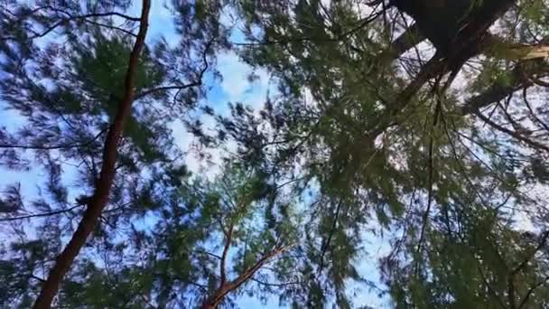 Gökyüzüne Bak Büyük Bir Ağacın Gölgesinde Dön Bulutlar Gökyüzünde Süzülür — Stok video