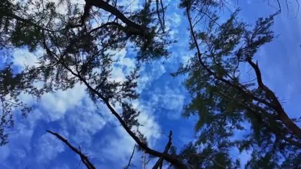 在一棵大树的树阴下旋转 蓝天和白绒绒的云彩 白云在蓝天中飘扬 在松树树梢上飘扬 — 图库视频影像