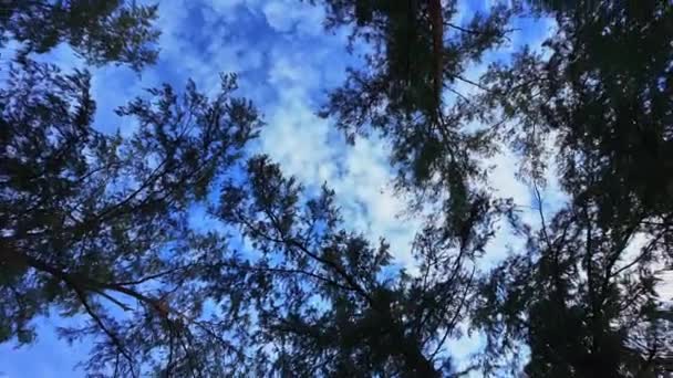 空を見上げる 大きな木 青い空 白いふわふわの雲の陰の周りを回る 白い雲が青空に浮かび 松の木4K自然の雲の空の頂上に浮かぶ — ストック動画