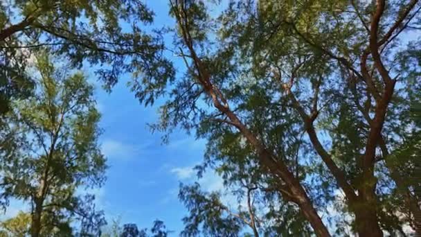 Spójrz Niebo Kręcąc Się Cieniu Dużego Drzewa Błękitne Niebo Białe — Wideo stockowe