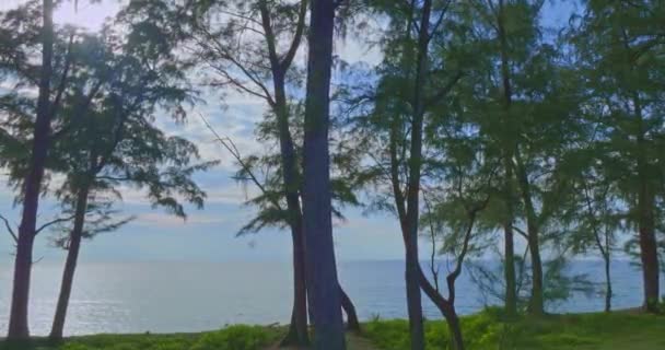 Vista Aérea Gran Bosque Pinos Junto Mar Haad Sai Kaew — Vídeos de Stock