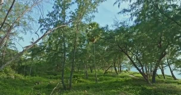 Vista Aérea Bajo Sombra Gran Árbol Gran Bosque Pinos Junto — Vídeos de Stock