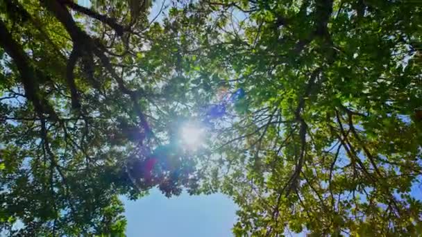Světlo Slunce Proniká Vrcholky Větví Modré Obloze — Stock video
