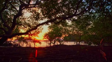 Mangrove ormanında parlak sarı gün batımı