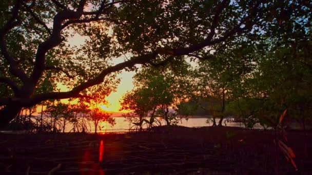 Tramonto Giallo Brillante Nella Foresta Mangrovie — Video Stock