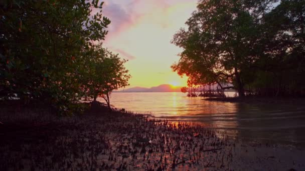 Coucher Soleil Jaune Vif Dans Forêt Mangroves — Video