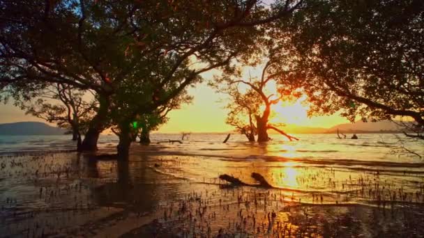 Coucher Soleil Jaune Vif Dans Forêt Mangroves — Video