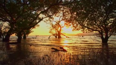 Mangrove ormanında parlak sarı gün batımı