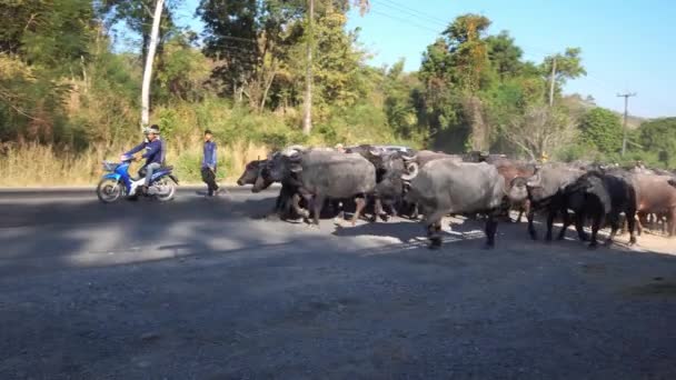 Buffalo Kudde Beweegt Hoofdweg Overdag — Stockvideo